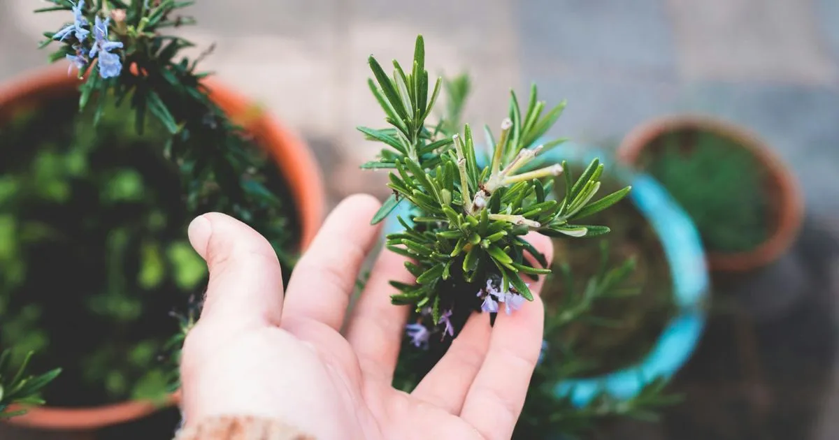 How to Make Rosemary Oil for Hair